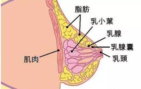 自体脂肪丰胸不会得乳腺癌